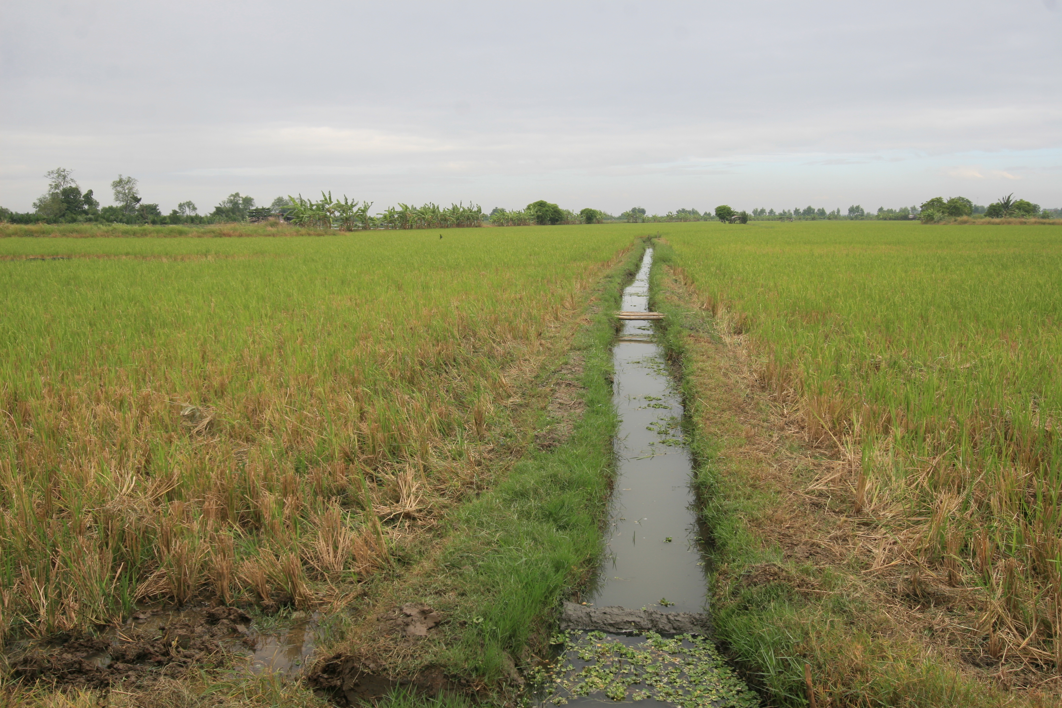 An irrigation channel running through rice fields in Bulacan